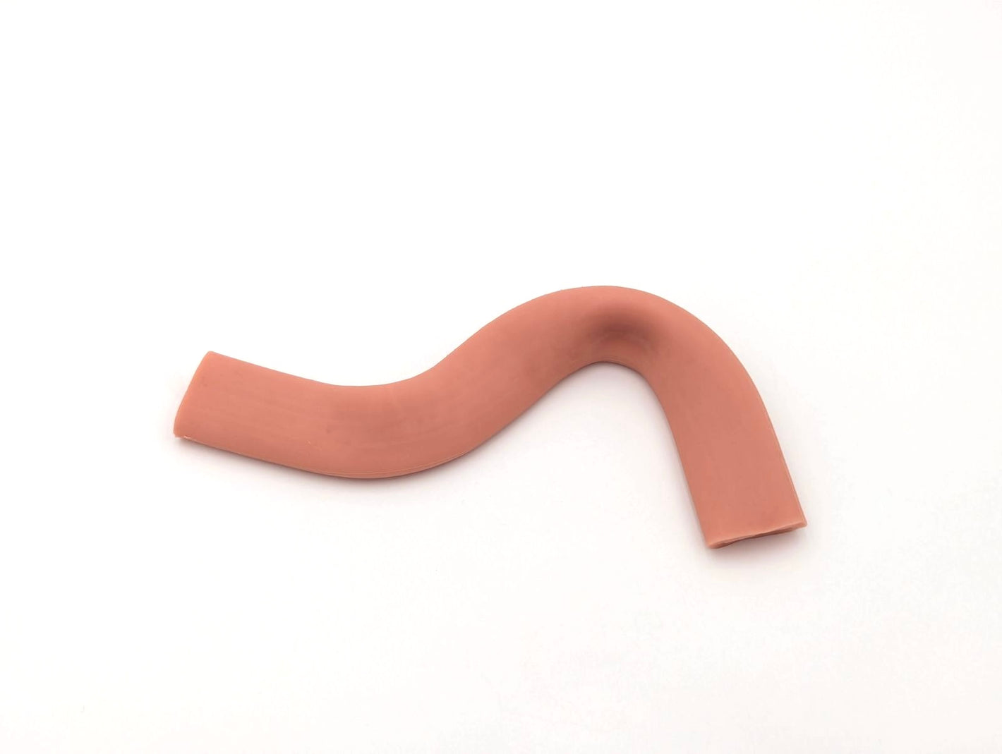 Intestine