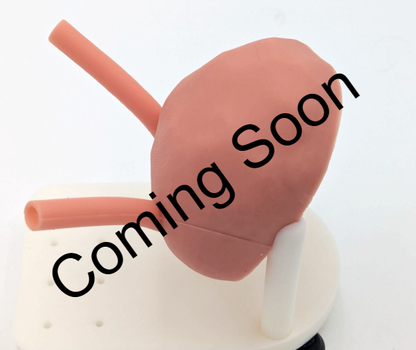 Coming soon: Ureteral Reimplantation